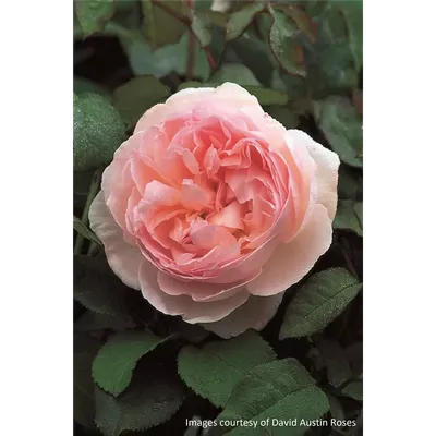 Фото розы шарифа асма в формате png - качественное изображение