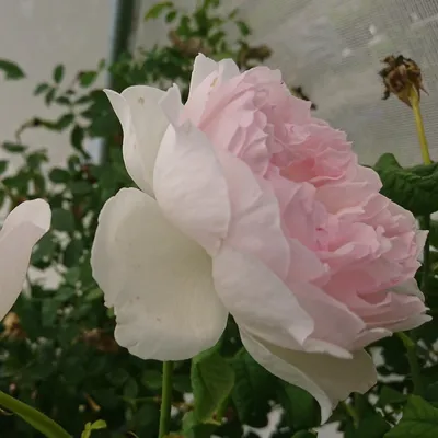 Фотка розы шарифа асма в формате png - стильная картинка