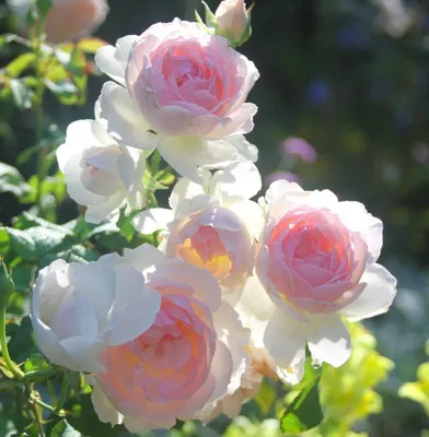 Фотография шарифа асма - роза с прекрасными деталями