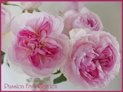 Фото розы шарифа асма в формате jpg - красивое изображение для сохранения
