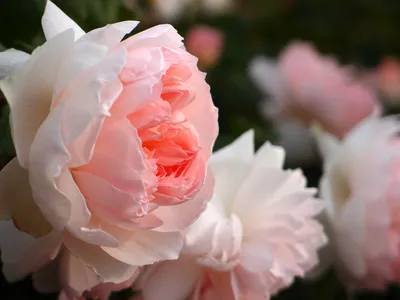 Фотка розы шарифа асма в формате webp - привлекательное фото