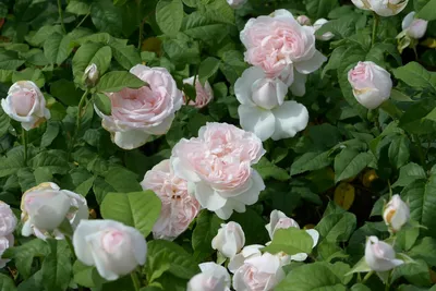 Роза шарифа асма - фото с высоким разрешением для скачивания