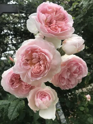 Фотка розы шарифа асма в формате jpg