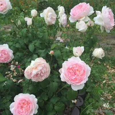Изображение розы шарифа асма для сохранения