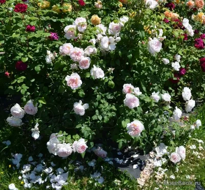 Фото розы шарифа асма в высоком качестве