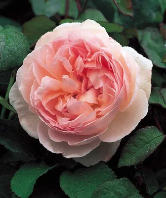 Роза шарифа асма - фото в формате webp