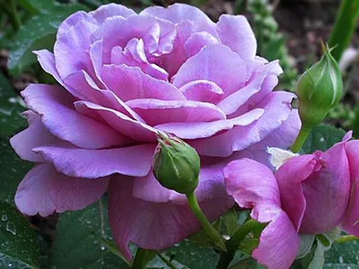 Фотография шарль де голль - розы с изысканным ароматом