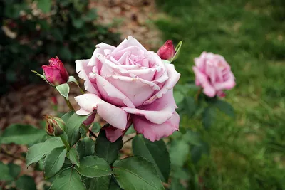 Бесплатное фото розы шарль де голль для всех