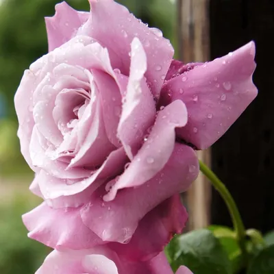 Фото розы шарль де голль для использования в коммерческих целях