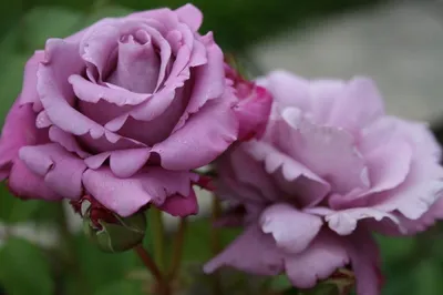 Удивительная картина розы шарль де голль