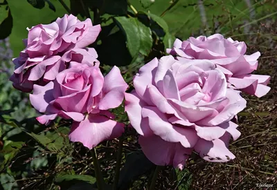 Роза шарль де голль: фотография с искрящимися каплями росы