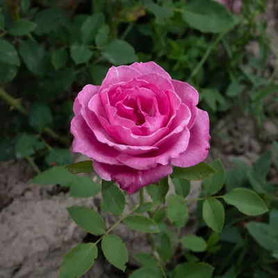 Прекрасное фото розы шарль де голль в формате jpg