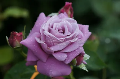 Картинка розы шарль де голль с яркими цветами