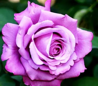 Фото розы шарль де голль для использования на веб-сайтах