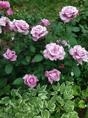 Фото розы шарль де голль в прекрасном качестве