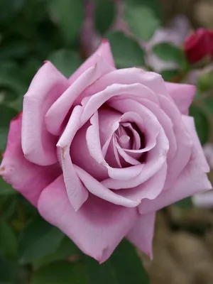 Изображение розы шарль де голль в высоком разрешении