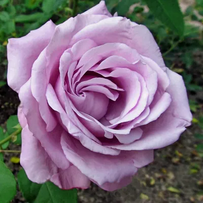 Фотка розы шарль де голль с винтажным эффектом