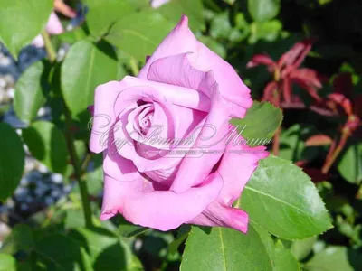 Фото розы шарль де голль на фоне природы