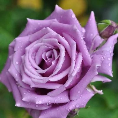 Бесплатная картинка розы шарль де голль для личного использования