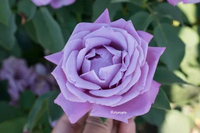 Изображение розы шарль де голль с элегантными лепестками