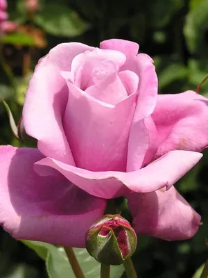 Роза шарль де голль: картина с яркими оттенками