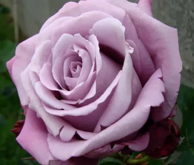 Изображение розы шарль де голль для скачивания в png формате