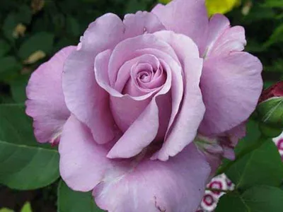Фотография розы шарль де голль в английском стиле