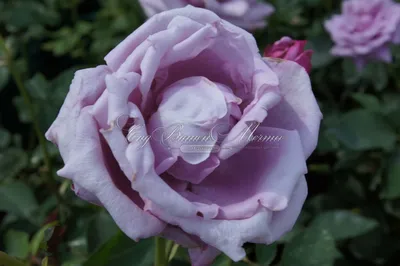 Фотка розы шарль де голль с эффектом макро