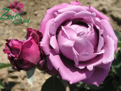 Изображение розы шарль де голль с необычным кокетливым цветом