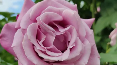 Фотография розы шарль де голль на белом фоне