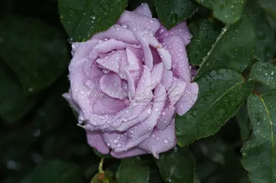 Изображение розы шарль де голль в мистическом стиле