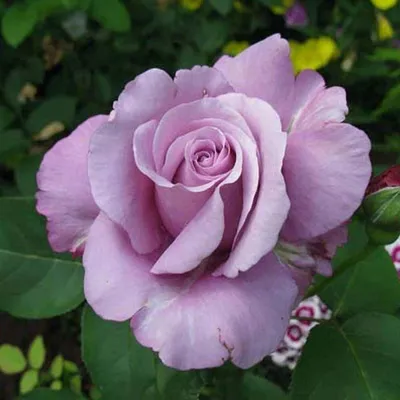 Уникальное фото розы шарль де голль