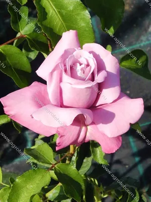 Фотка розы шарль де голль в розовом оттенке
