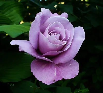 Фото розы шарль де голль в авангардном стиле
