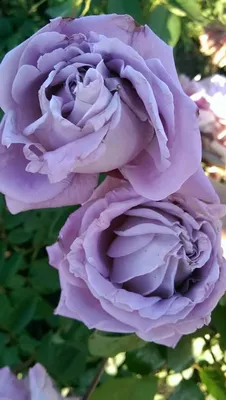 Изображение розы шарль де голль для использования в украшениях и аксессуарах