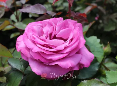 Фотография прекрасной розы шарль де голль