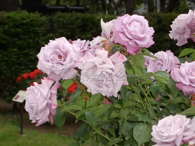 Роза шарль де голль: красивое изображение в формате webp