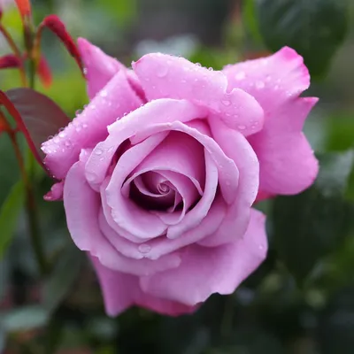 Фотка розы шарль де голль для вашего удовольствия
