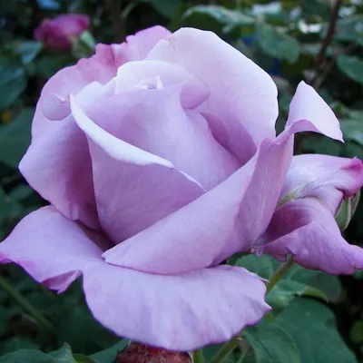 Изображение розы шарль де голль для интерьера или дизайна