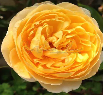 Изящная картинка розы Шарлотта