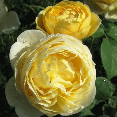 Прекрасное фото розы Шарлотта