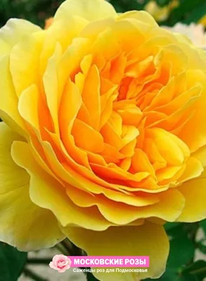 Шарлотта - фотогеничная роза на изображении
