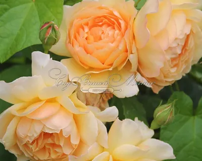 Шарлотта - роза красоты на фото