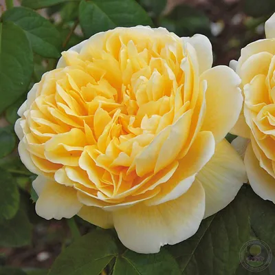 Шарлотта - красивая роза в формате jpg