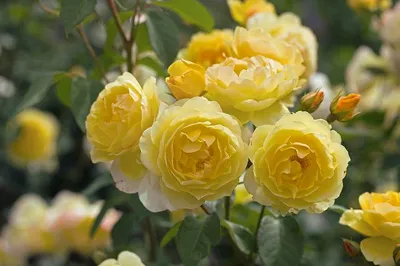 Фотка розы Шарлотта в формате png
