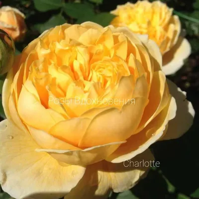 Фото розы Шарлотта в формате webp для скачивания