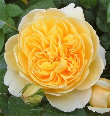 Уникальное изображение розы Шарлотта