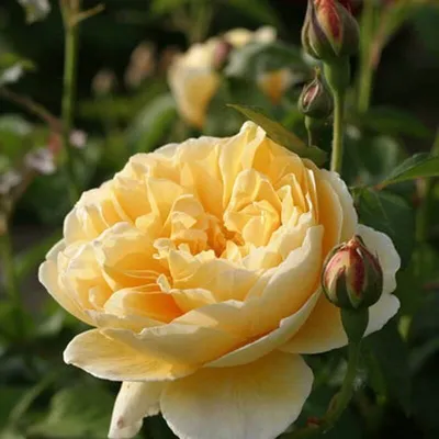 Великолепная фотография розы Шарлотта