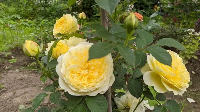 Яркое изображение розы Шарлотта