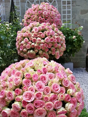 Изображение розы шаровидной для скачивания, поддерживаемые форматы - jpg, png
